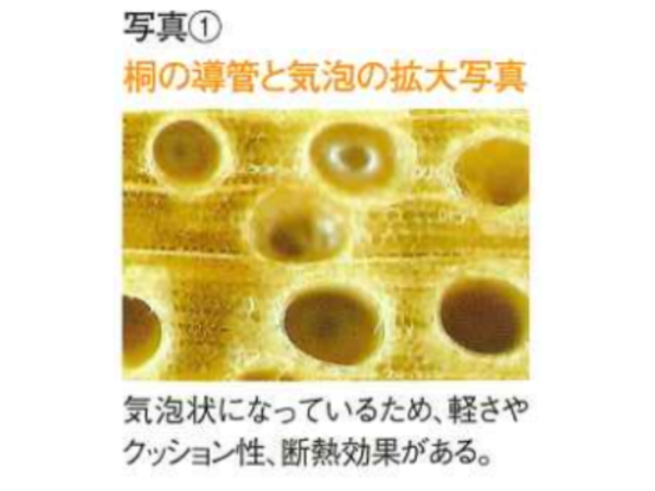 桐の導管と気泡の拡大写真